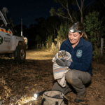 Night Calls and Narrow Escapes: Andrea Vella on Rescuing Nocturnal Wildlife in Rural Victoria